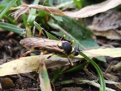 Amblyteles armatorius