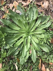 Plantago virginica