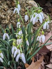 Galanthus nivalis