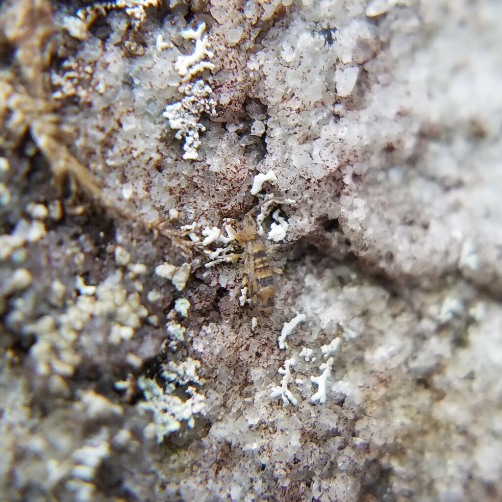 Orchesella celsa