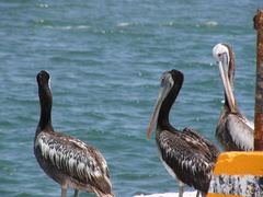 Pelecanus thagus