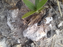 Paltothyreus tarsatus