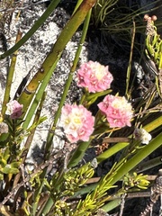 Lachnaea densiflora