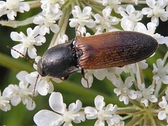 Agriotes ustulatus