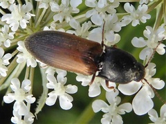 Agriotes ustulatus