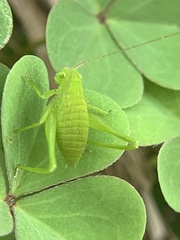 Amblycorypha
