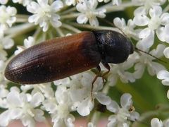 Agriotes ustulatus