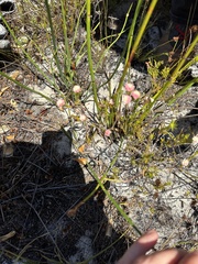 Lachnaea densiflora