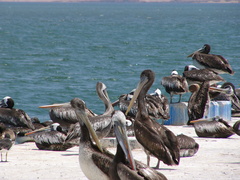 Pelecanus thagus