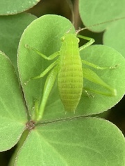 Amblycorypha