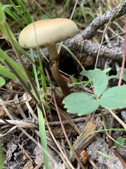 Protostropharia