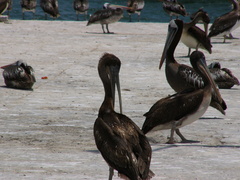 Pelecanus thagus