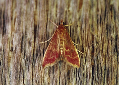 Pyrausta signatalis
