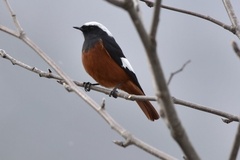 Phoenicurus erythrogastrus