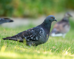 Columba livia domestica