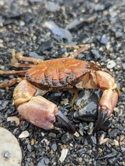 Lophopanopeus bellus