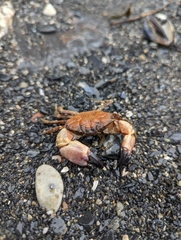 Lophopanopeus bellus