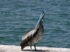Pelecanus thagus