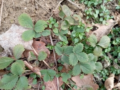 Potentilla micrantha