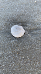 Lunarca ovalis