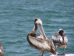 Pelecanus thagus