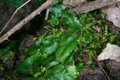 Conocephalum conicum