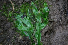 Conocephalum conicum