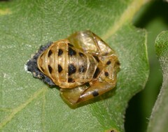 Adalia decempunctata