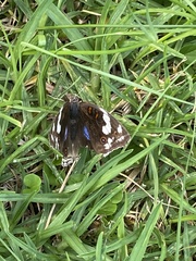 Junonia oenone oenone