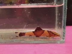 Homaloptera parclitella