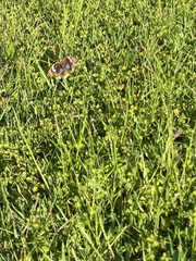 Junonia oenone oenone