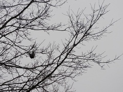 Icterus spurius