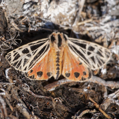 Apantesis parthenice