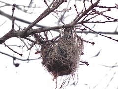 Icterus spurius