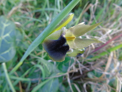 Iris tuberosa
