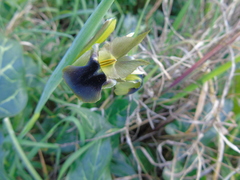 Iris tuberosa