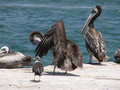 Pelecanus thagus