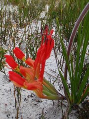 Babiana ringens australis