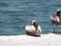 Pelecanus thagus