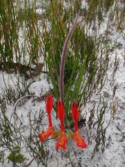 Babiana ringens australis