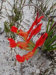 Babiana ringens australis