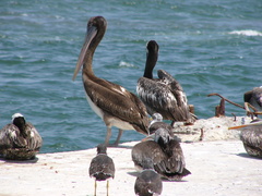 Pelecanus thagus