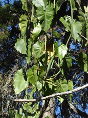 Philodendron hederaceum