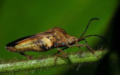 Meropachyinae