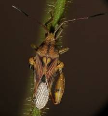 Meropachyinae