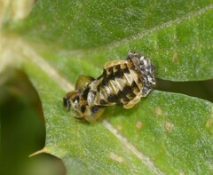 Adalia decempunctata