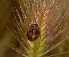 Adalia decempunctata