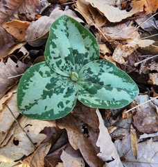 Trillium decumbens