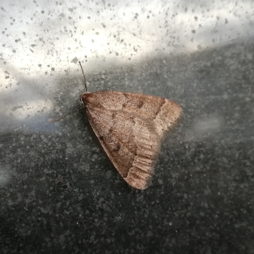 listnatka februárová (Theria rupicapraria)