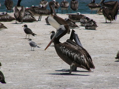 Pelecanus thagus